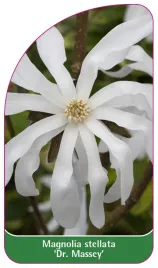 etykieta-szkolkarska-magnolia-stellata-dr-massey