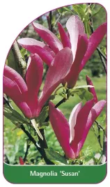 etykieta-szkolkarska-magnolia-susan