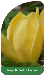 etykieta-szkolkarska-magnolia-yellow-lantern-c