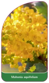 etykieta-szkolkarska-mahonia-aquifolium