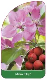 etykieta-szkolkarska-malus-eleyi-b