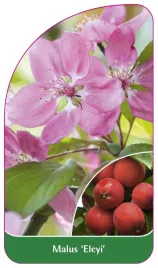 etykieta-szkolkarska-malus-eleyi-b