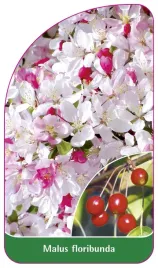 etykieta-szkolkarska-malus-floribunda