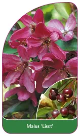 etykieta-szkolkarska-malus-liset