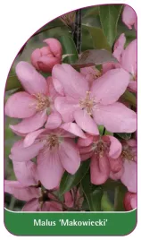 etykieta-szkolkarska-malus-makowiecki