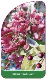 etykieta-szkolkarska-malus-profusion