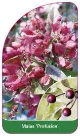 etykieta-szkolkarska-malus-profusion