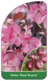 etykieta-szkolkarska-malus-royal-beauty-a