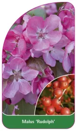 etykieta-szkolkarska-malus-rudolph-a