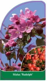 etykieta-szkolkarska-malus-rudolph-b