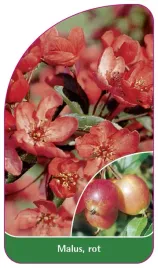 etykieta-szkolkarska-malus-rot