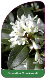 etykieta-szkolkarska-osmanthus-x-burkwoodii