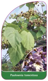 etykieta-szkolkarska-paulownia-tomentosa