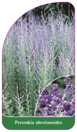etykieta-szkolkarska-perovskia-abrotanoides