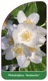 etykieta-szkolkarska-philadelphus-avalanche