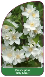 etykieta-szkolkarska-philadelphus-bialy-karzel