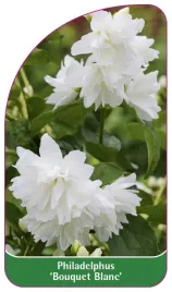etykieta-szkolkarska-philadelphus-bouquet-blanc