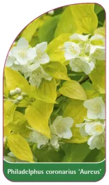 etykieta-szkolkarska-philadelphus-coronarius-aureus-b