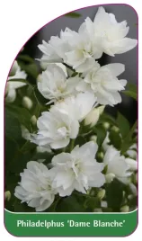 etykieta-szkolkarska-philadelphus-dame-blanche