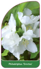 etykieta-szkolkarska-philadelphus-erectus