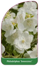 etykieta-szkolkarska-philadelphus-innocence