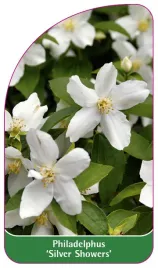 etykieta-szkolkarska-philadelphus-silver-showers