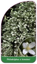 etykieta-szkolkarska-philadelphus-x-lemoinei