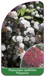 etykieta-szkolkarska-physocarpus-opulifolius-purpureus