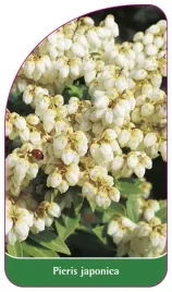 etykieta-szkolkarska-pieris-japonica