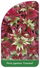 etykieta-szkolkarska-pieris-japonica-carnaval