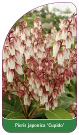 etykieta-szkolkarska-pieris-japonica-cupido-b