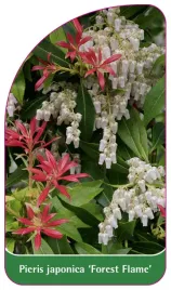 etykieta-szkolkarska-pieris-japonica-forest-flame-c