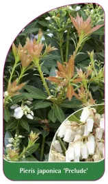 etykieta-szkolkarska-pieris-japonica-prelude-a
