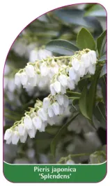 etykieta-szkolkarska-pieris-japonica-splendens