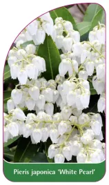 etykieta-szkolkarska-pieris-japonica-white-pearl