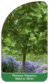 etykieta-szkolkarska-platanus-hispanica-alphens-globe