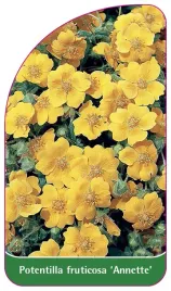 etykieta-szkolkarska-potentilla-fruticosa-annette