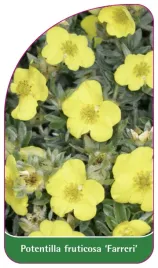 etykieta-szkolkarska-potentilla-fruticosa-farreri