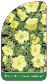 etykieta-szkolkarska-potentilla-fruticosa-goldstar