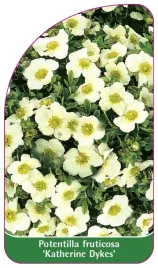 etykieta-szkolkarska-potentilla-fruticosa-katherine-dykes