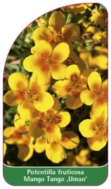 etykieta-szkolkarska-potentilla-fruticosa-mango-tango-uman