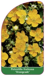 etykieta-szkolkarska-potentilla-fruticosa-orangeade