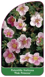 etykieta-szkolkarska-potentilla-fruticosa-pink-princess