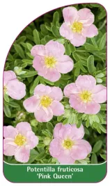 etykieta-szkolkarska-potentilla-fruticosa-pink-queen-b-standard