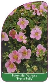 etykieta-szkolkarska-potentilla-fruticosa-pretty-polly