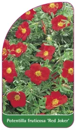 etykieta-szkolkarska-potentilla-fruticosa-red-joker