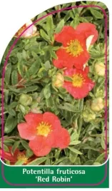 etykieta-szkolkarska-potentilla-fruticosa-red-robin