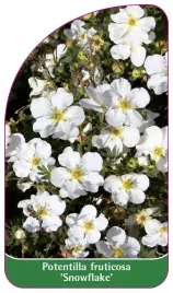 etykieta-szkolkarska-potentilla-fruticosa-snowflake
