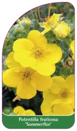 etykieta-szkolkarska-potentilla-fruticosa-sommerflor