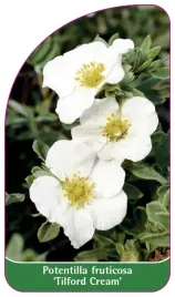 etykieta-szkolkarska-potentilla-fruticosa-tilford-cream
